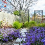 Best Australian Native Plants For Small Gardens