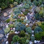 How To Plant Succulents In Garden Bed